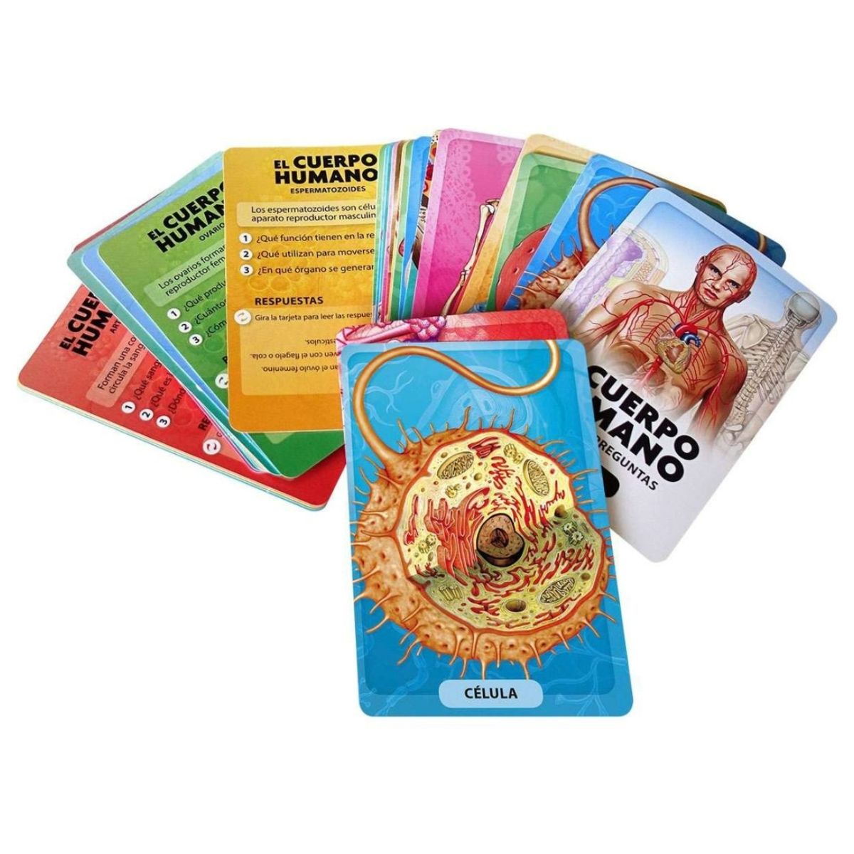 SUSAETA - Descubro y juego - El cuerpo humano