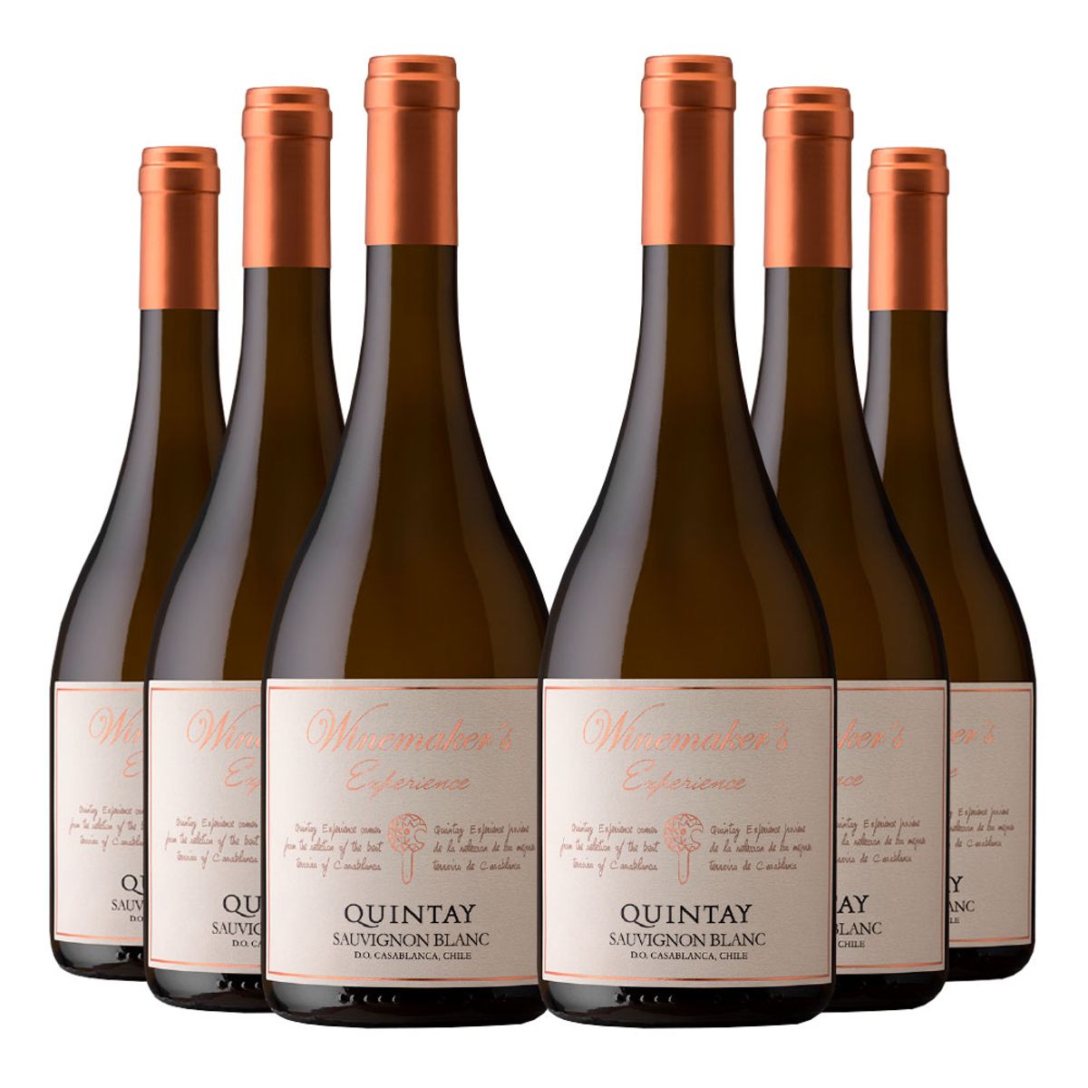 QUINTAY - 6 Vinos Quintay Experience Sauvignon Blanc