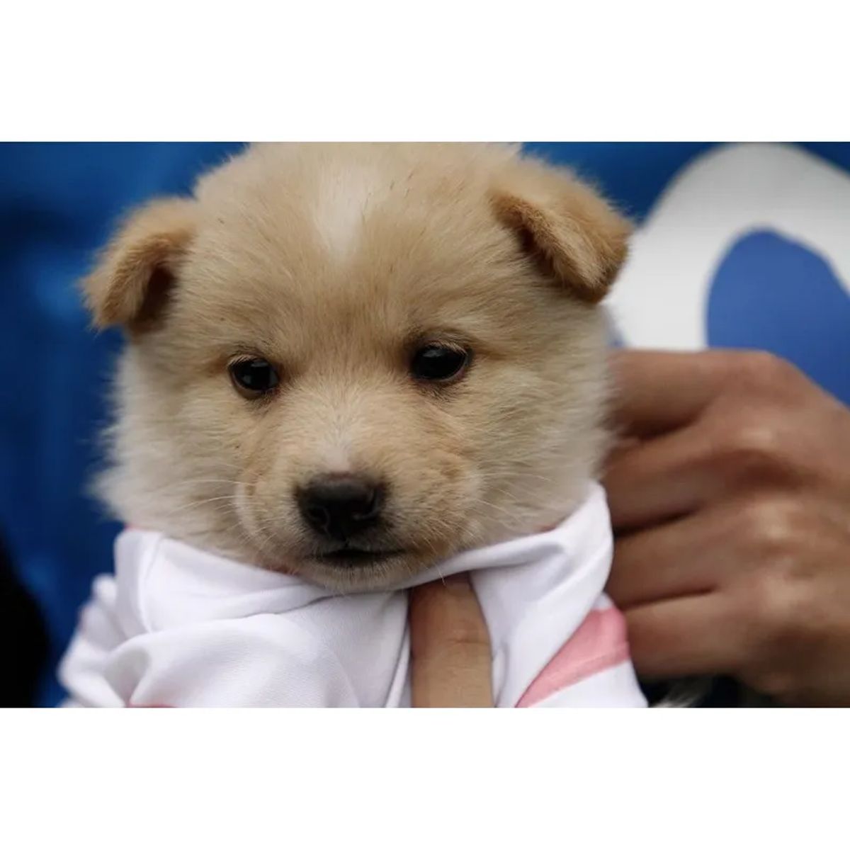 BIONIC - Camiseta Para Perro - Camiseta Universidad Católica Bionic