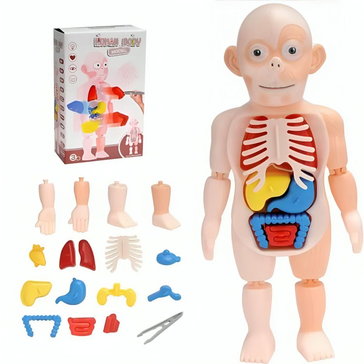GENERICO - Modelo Anatomico Cuerpo Humano Armable Juguete Cientifico