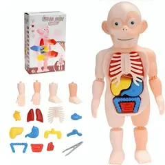 GENERICO - Modelo Anatomico Cuerpo Humano Armable Juguete Cientifico