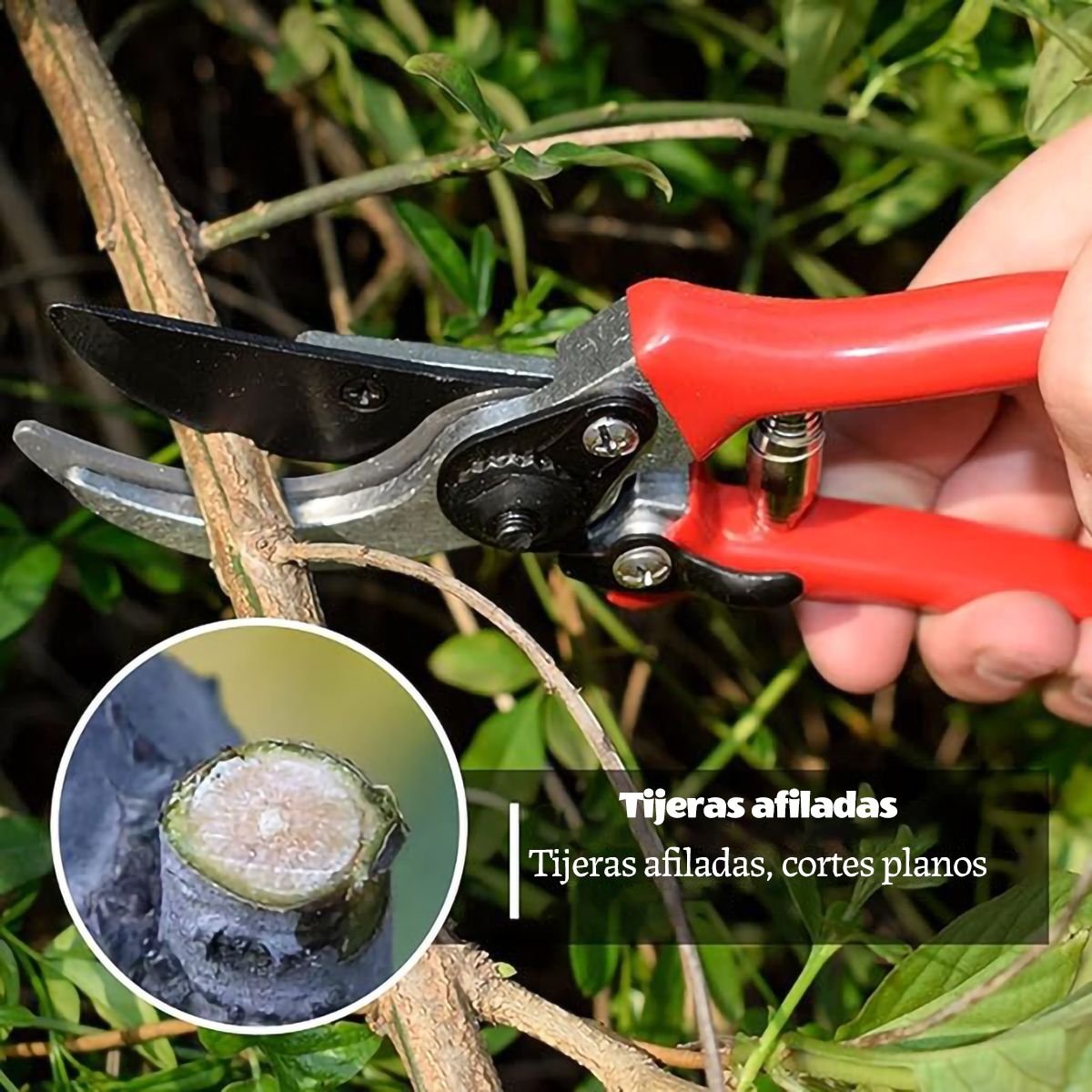 GENERICO - Tijeras De Jardinería Con Hojas De Acero Al Carbono De 20cm