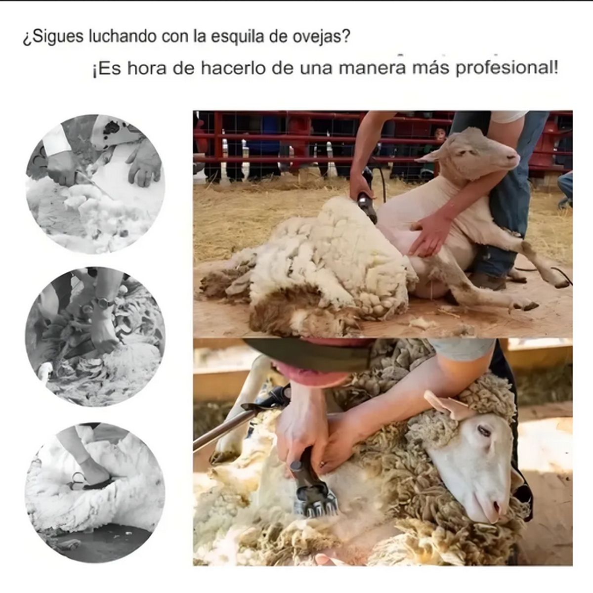 GENERICO - Esquiladora Electrica Profesional Para Ovejas Y Ganado + Maleta