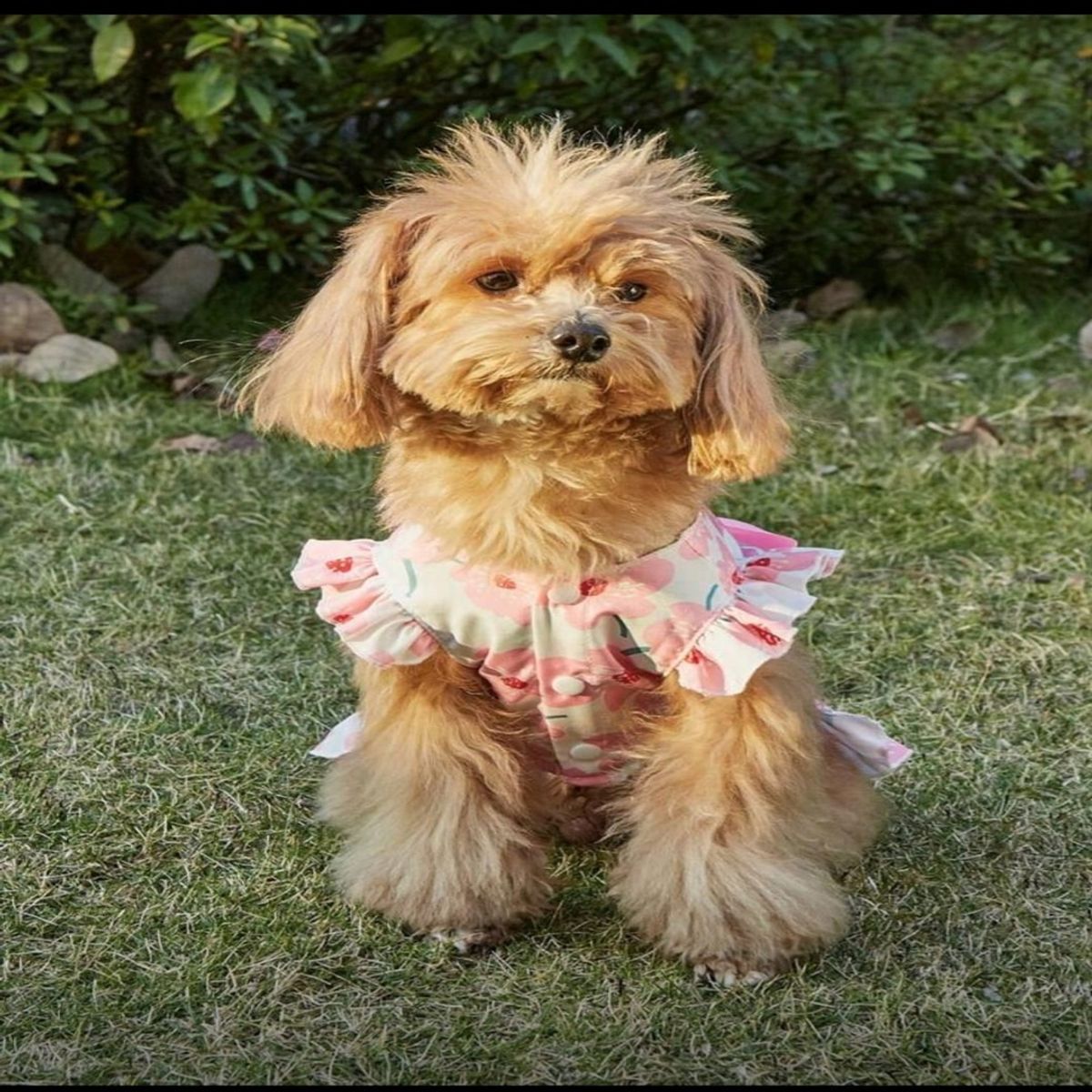 GENERICO - VESTIDO ESTAMPADO DE FLORES ROSADO  PARA MASCOTAS