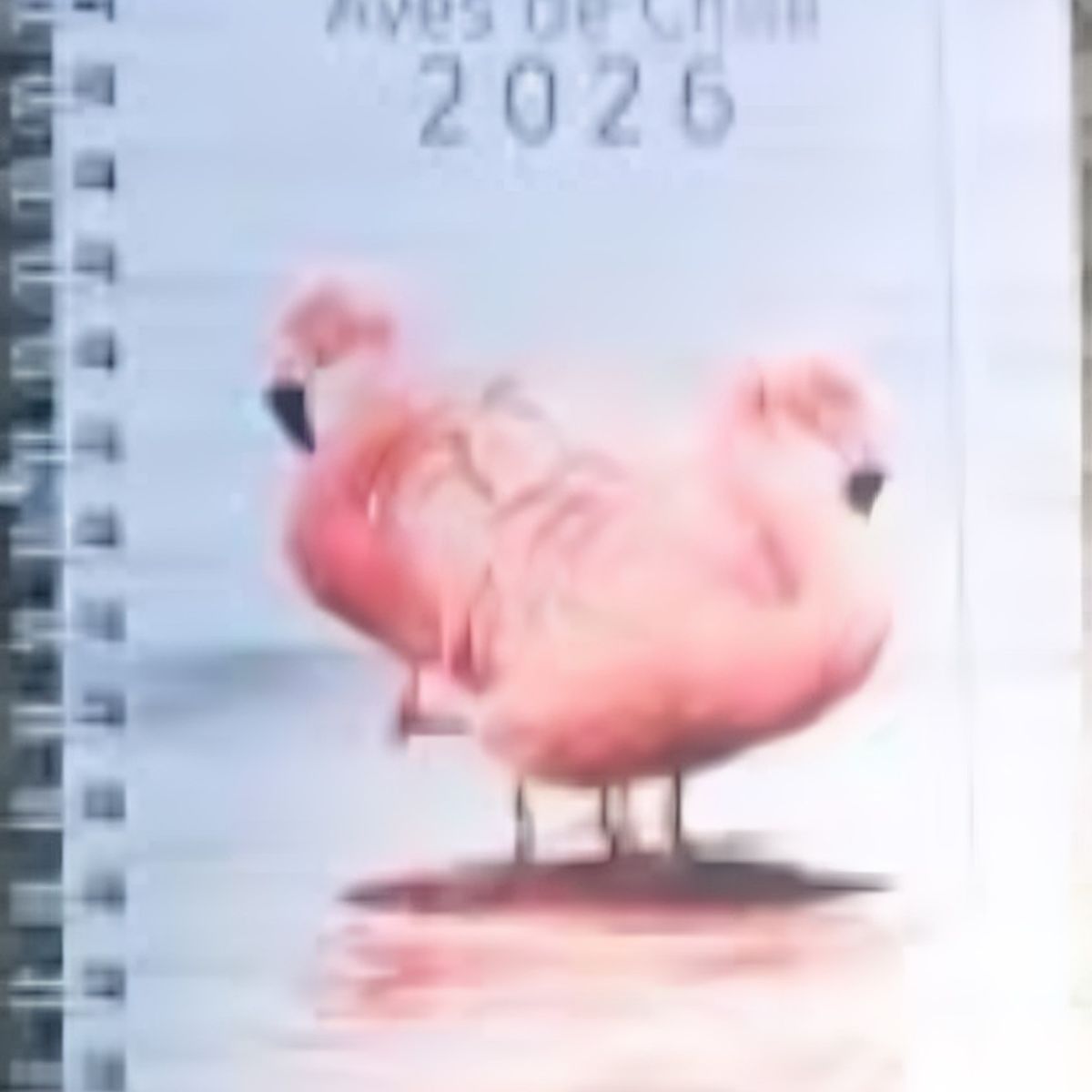 TOP10BOOKS - Agenda Aves De Chile 2026 Semana A La Vista - Temática Chile