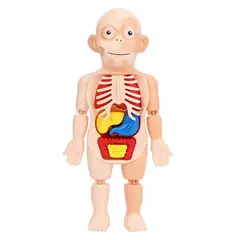 GENERICO - Juguete Cientifico Cuerpo Humano Armable Anatomia