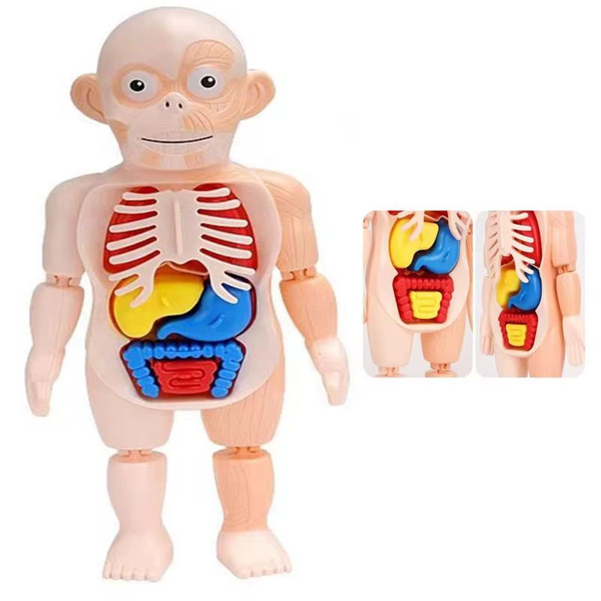 GENERICO - Juguete Cientifico Cuerpo Humano Armable Anatomia