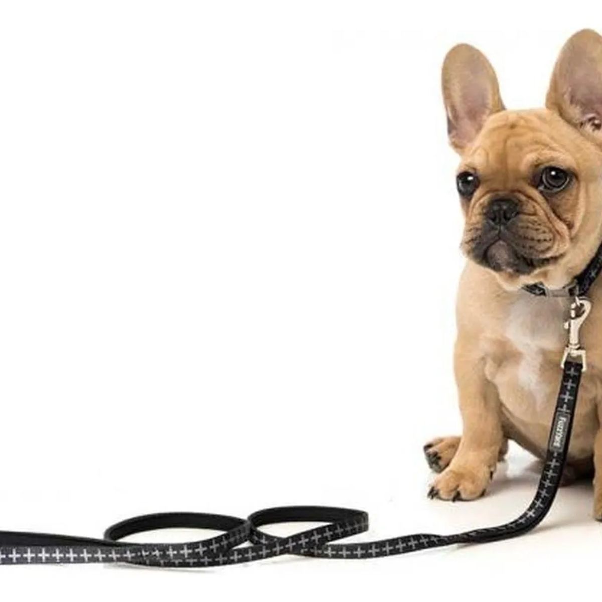 GENERICO - Correa Para Mascota Perro Diseños Fuzzyard Talla M / L 140cm Negro Negro Yeezy