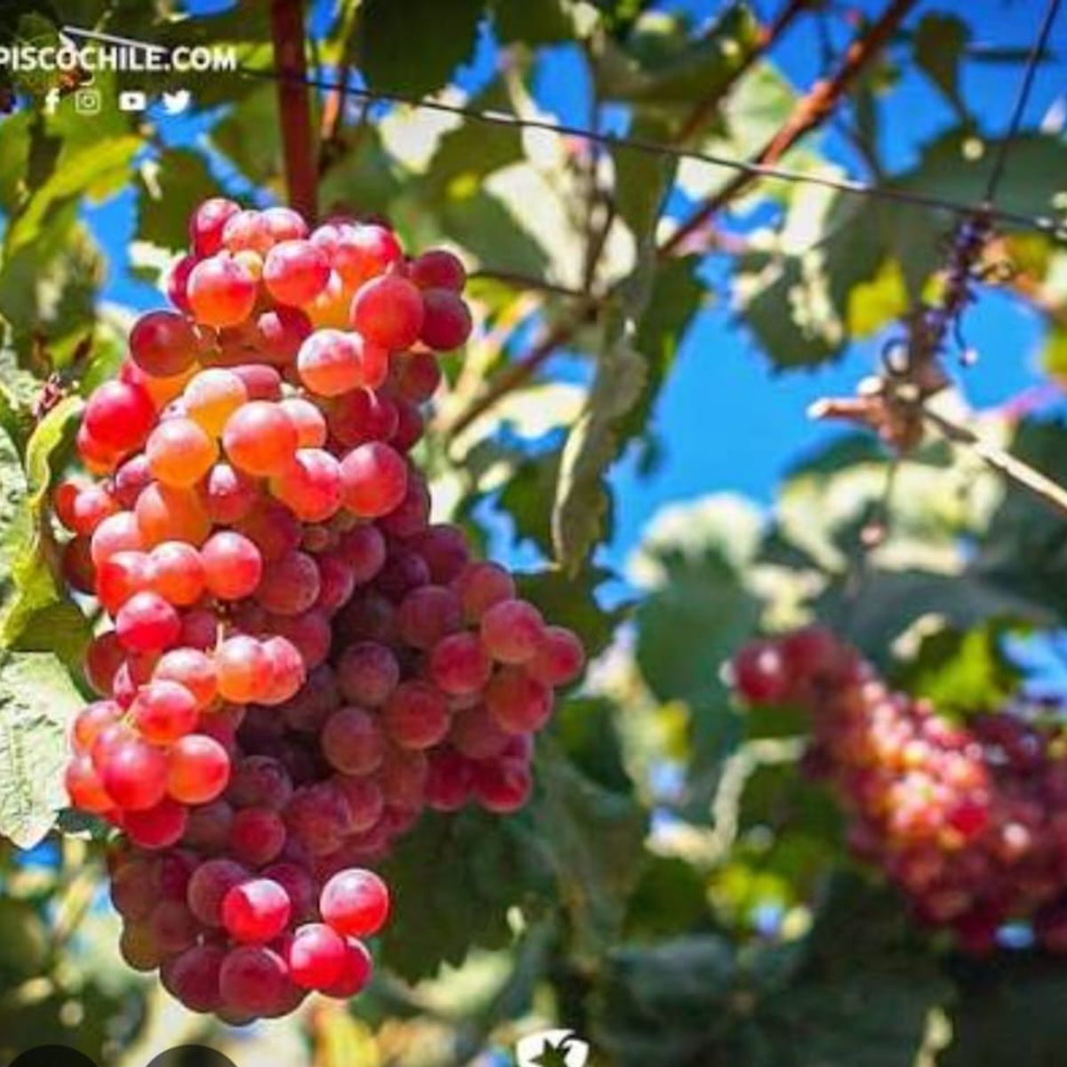 GENERICO - Planta vid uva moscatel rosada ( Vitis vinifera) altura 25 cm.