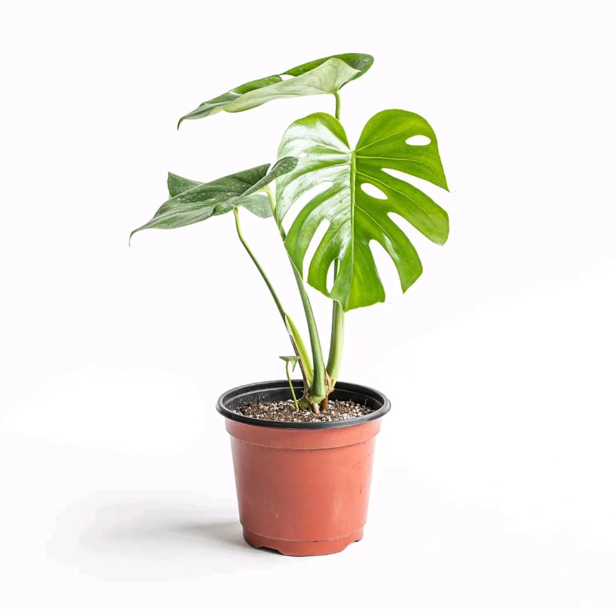 SUI GENERIS - Monstera deliciosa, planta de 40 cm. aproximadamente también conocida como costilla de adan.