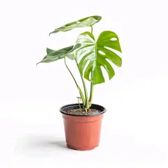 SUI GENERIS - Monstera deliciosa, planta de 40 cm. aproximadamente también conocida como costilla de adan.