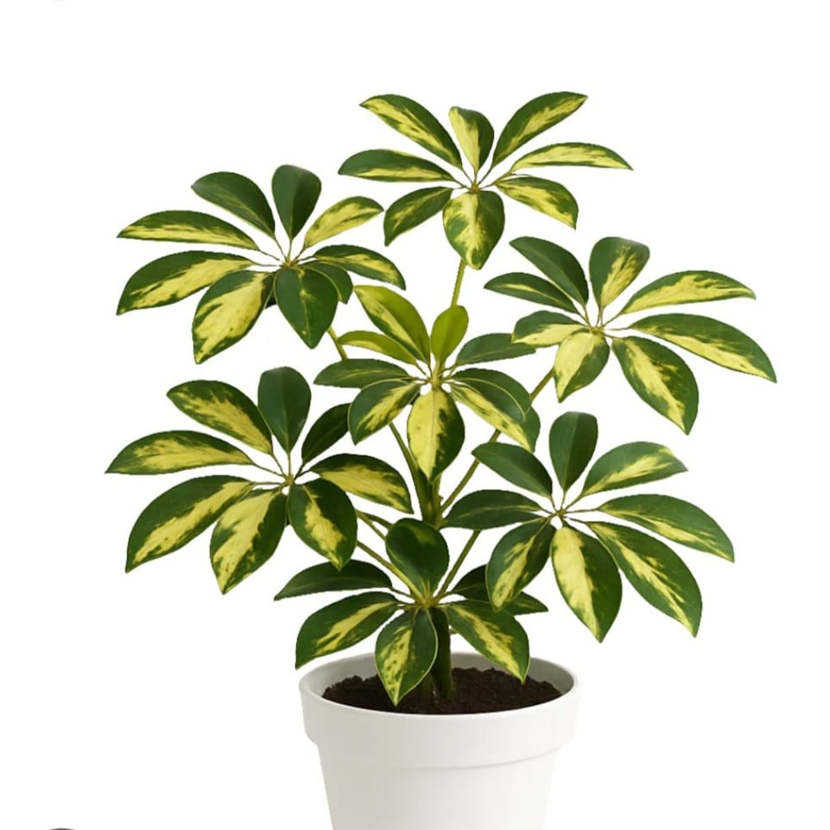 SUI GENERIS - Chefflera (Schefflera arborícola) altura 40 cm.