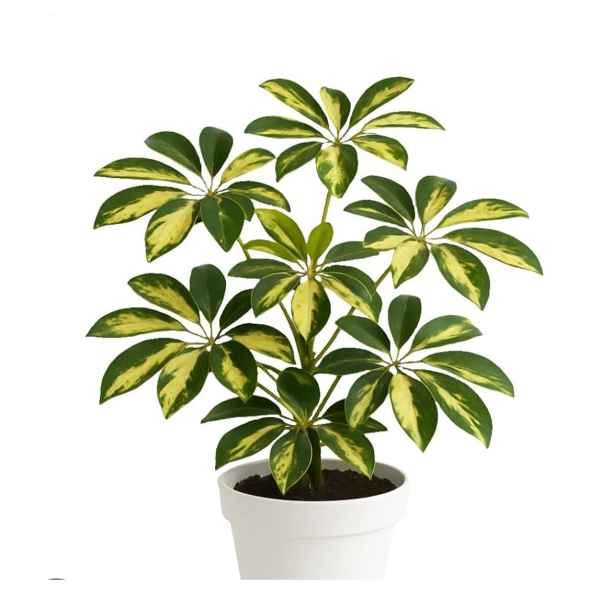 SUI GENERIS - Chefflera (Schefflera arborícola) altura 40 cm.