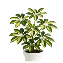 SUI GENERIS - Chefflera (Schefflera arborícola) altura 40 cm.