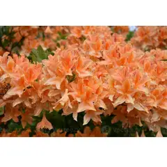 SUI GENERIS - Azalea color naranja (Rhododendron indicum) 20 cm.