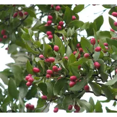 SUI GENERIS - Peumo (Cryptocarya alba) altura 20 cm. aproximadamente.