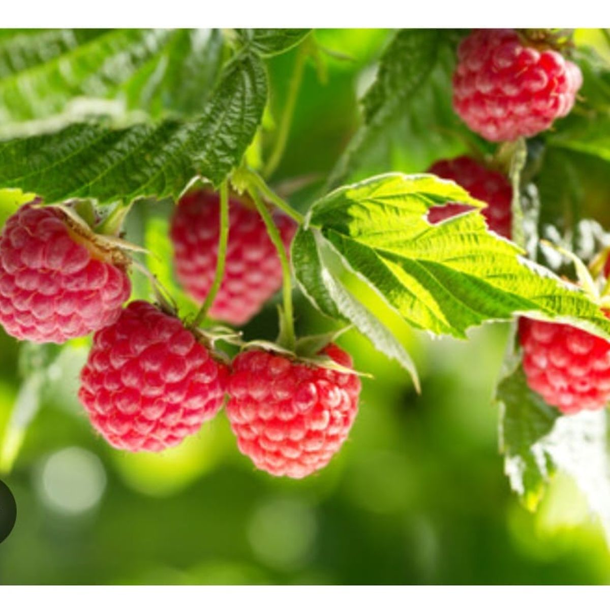 SUI GENERIS - Frambuesa, variedad heritage (Rubus idaeus) planta de 20 cm.