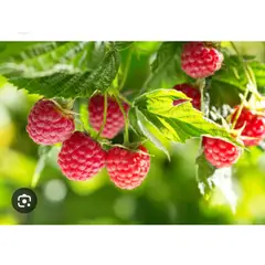 SUI GENERIS - Frambuesa, variedad heritage (Rubus idaeus) planta de 20 cm.