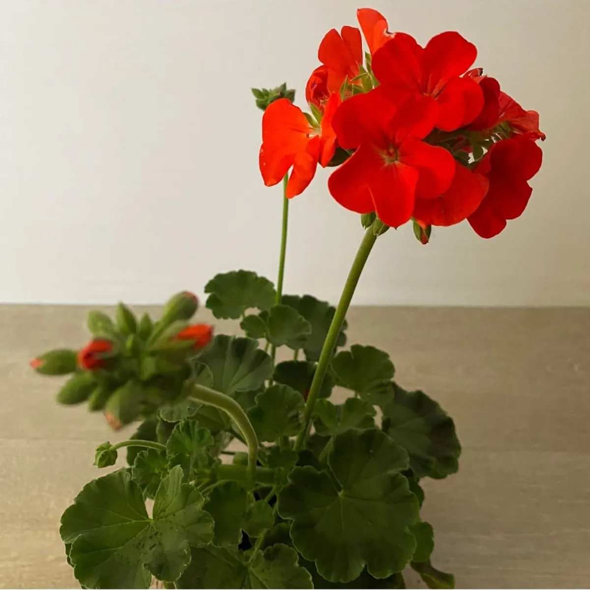 SUI GENERIS - Cardenal (Pelargonium hortorum) altura 30 cm. aproximadamente.