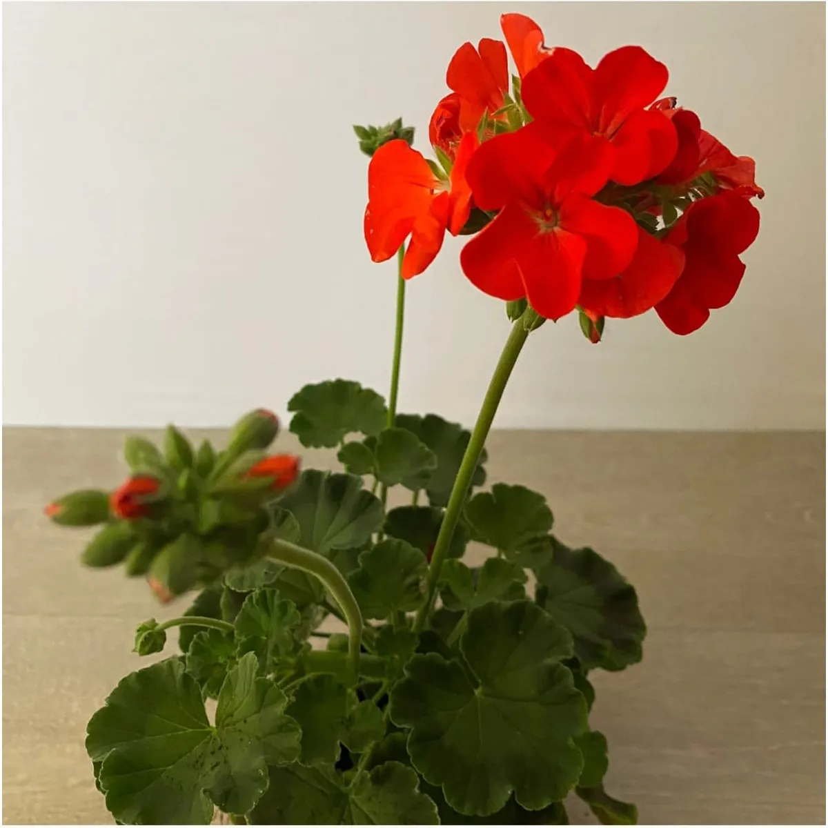SUI GENERIS - Cardenal (Pelargonium hortorum) altura 30 cm. aproximadamente.