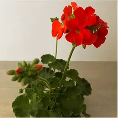 SUI GENERIS - Cardenal (Pelargonium hortorum) altura 30 cm. aproximadamente.