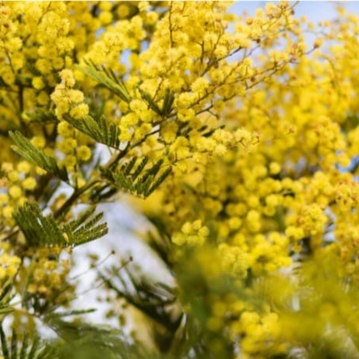 SUI GENERIS - Aromo chileno ( Acacia dealbata) altura 20 cm. aproximadamente.