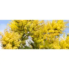 SUI GENERIS - Aromo chileno ( Acacia dealbata) altura 20 cm. aproximadamente.