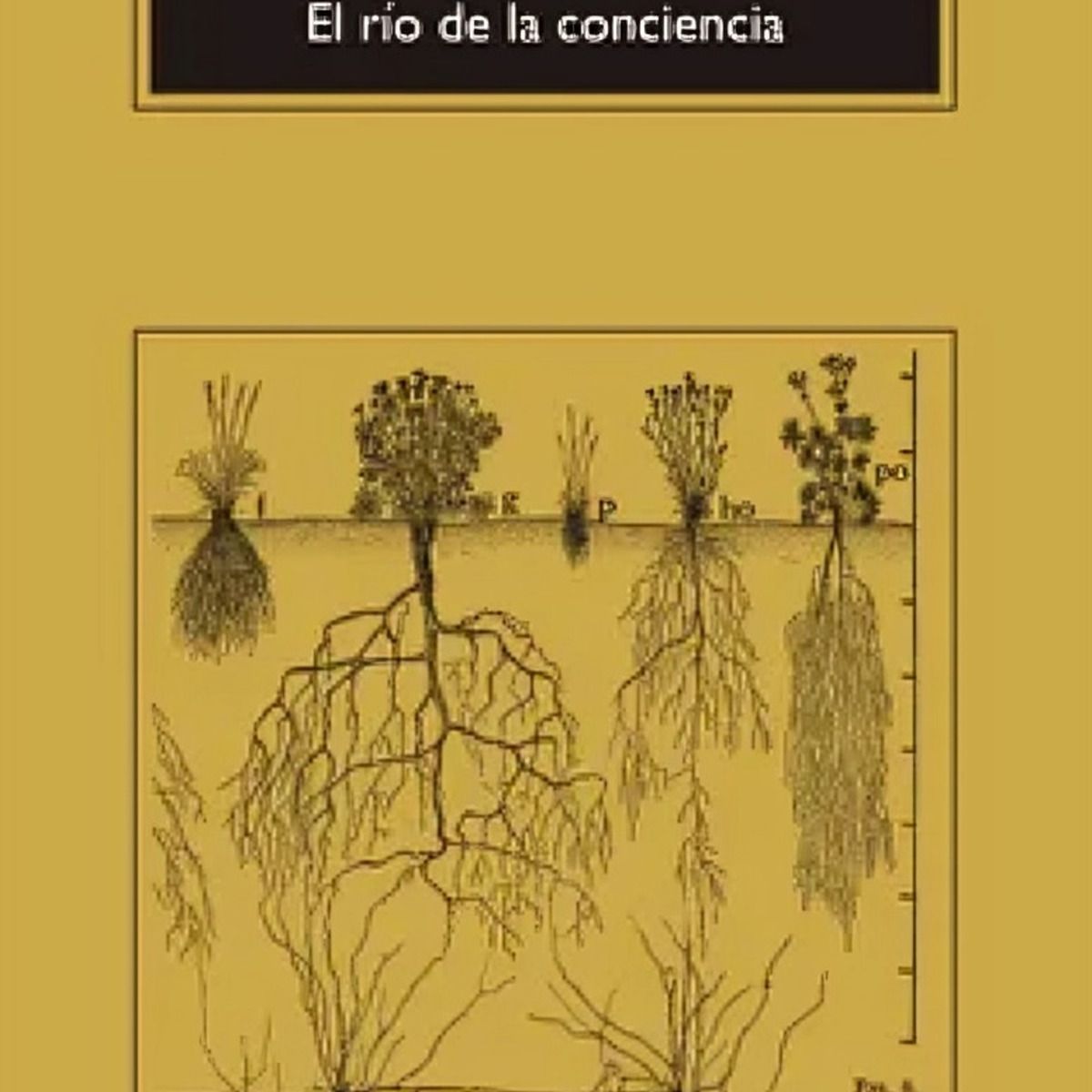 TOP10BOOKS - LIBRO El Río De La Conciencia - El Río De La Conciencia