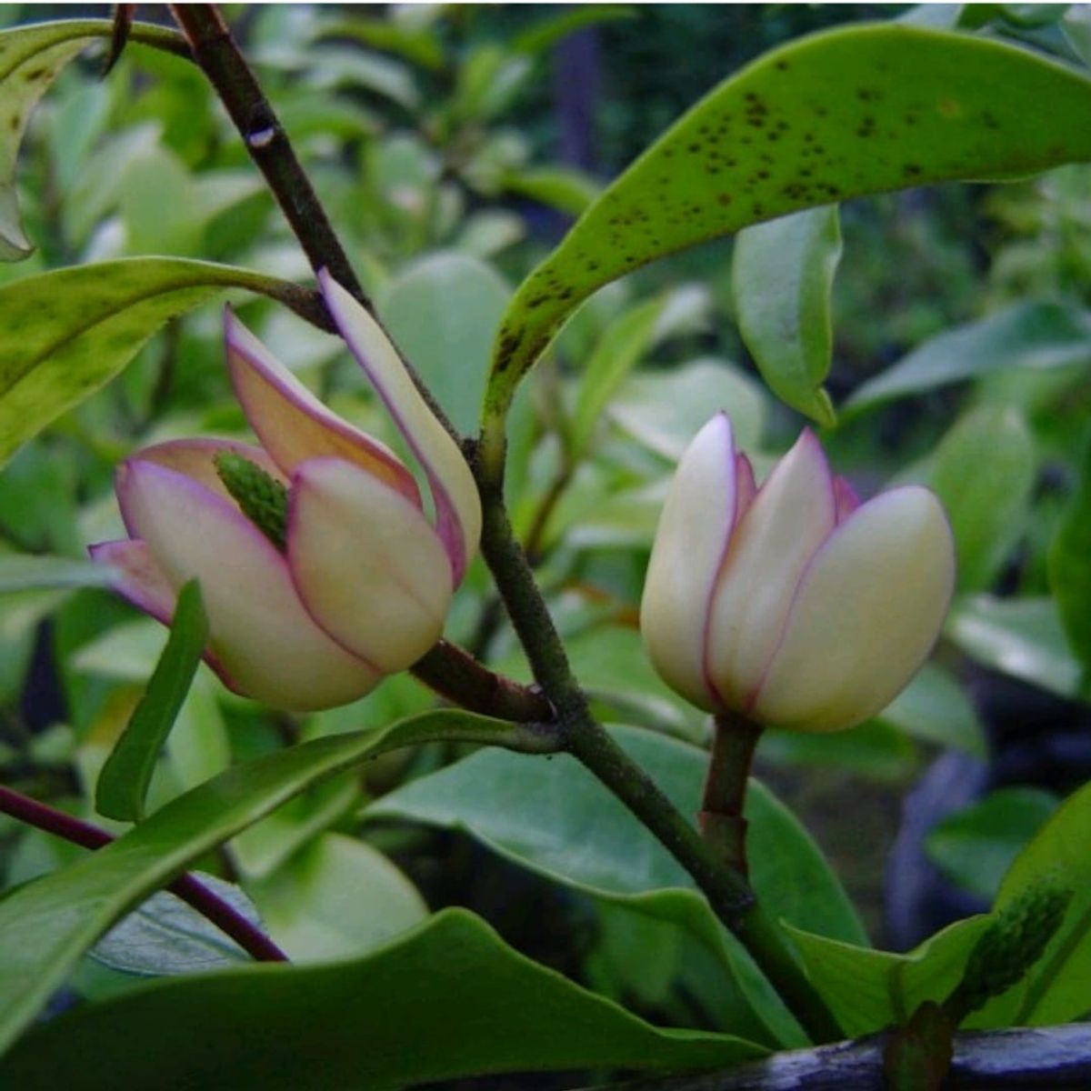 SUI GENERIS - Magnolia fuscata también conocida como magnolia figo o magnolio de olor, 20 cm. aproximadamente.