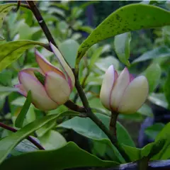 SUI GENERIS - Magnolia fuscata también conocida como magnolia figo o magnolio de olor, 20 cm. aproximadamente.