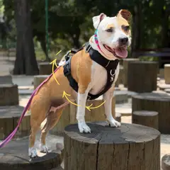 STREET DOGS - Arnés Aero Sport Para Perros Grandes Talla XL - Negro