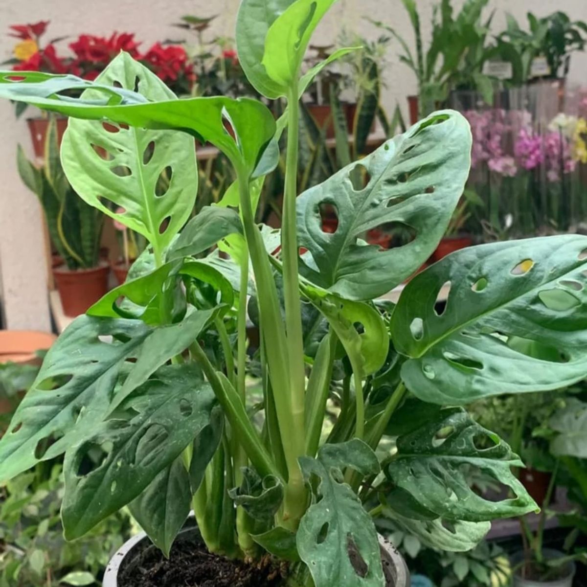 SUI GENERIS - monstera obliqua (Monstera obliqua) 30 cm.