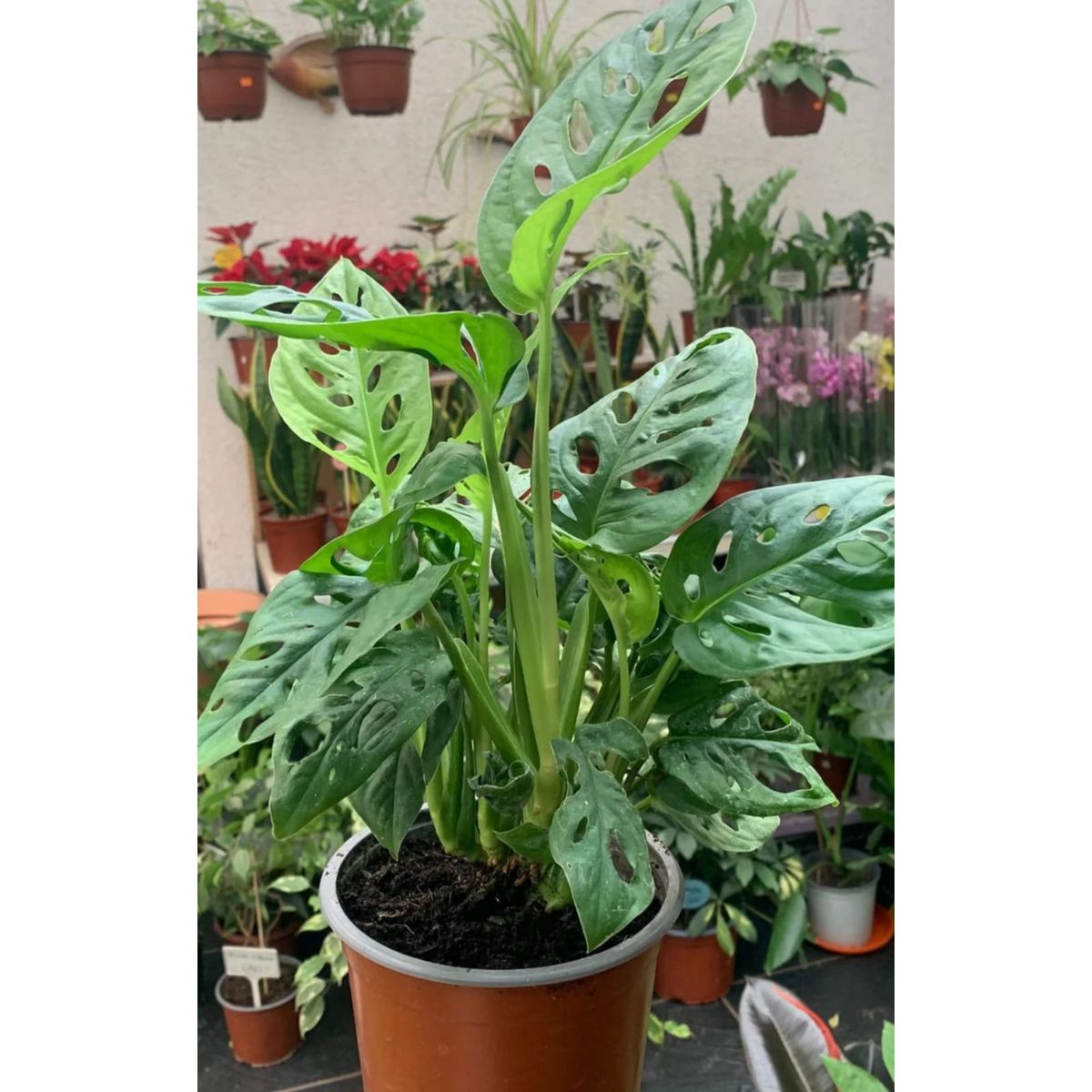 SUI GENERIS - monstera obliqua (Monstera obliqua) 30 cm.