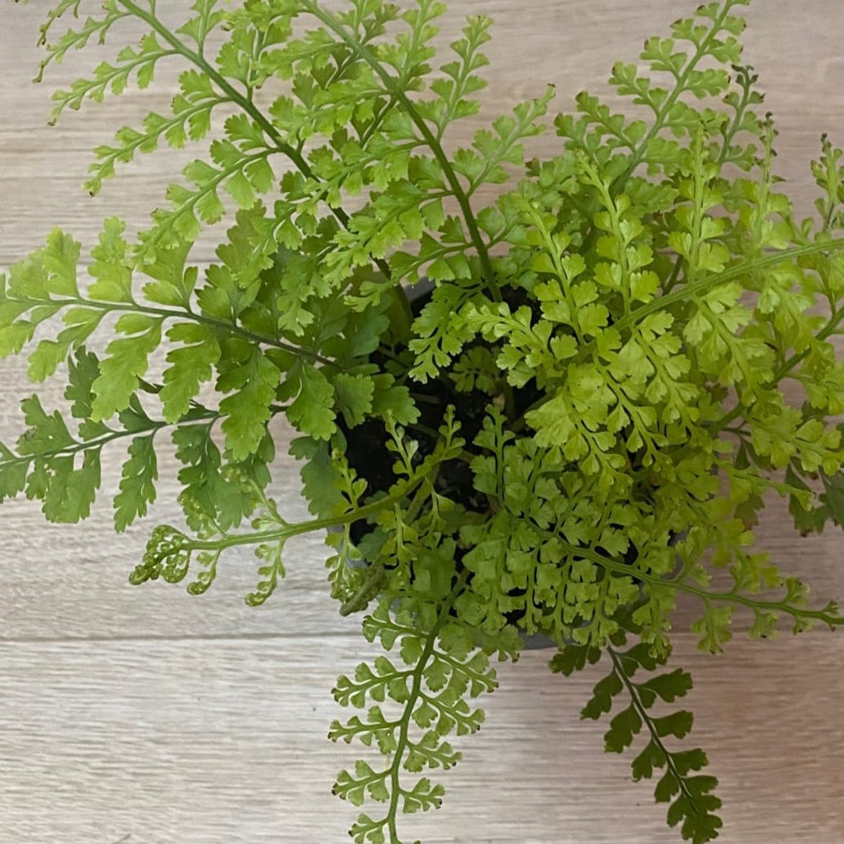 SUI GENERIS - Helecho perejil (Asplenium dareoides) 30 cm. aprox.