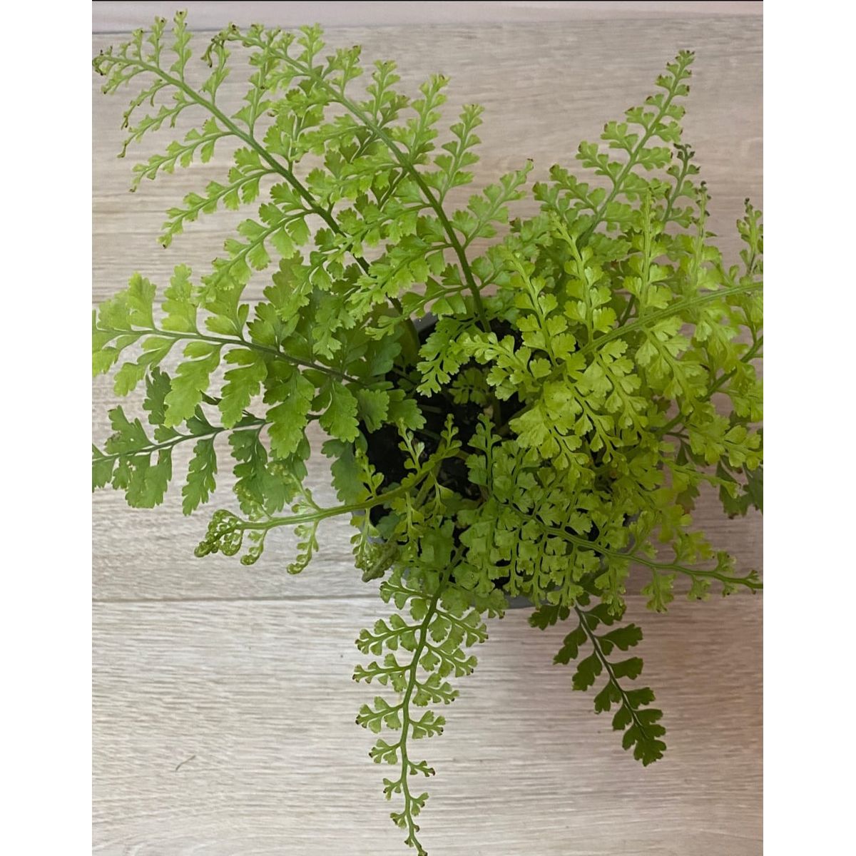 SUI GENERIS - Helecho perejil (Asplenium dareoides) 30 cm. aprox.