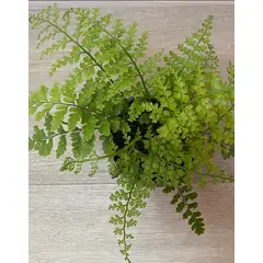 SUI GENERIS - Helecho perejil (Asplenium dareoides) 30 cm. aprox.