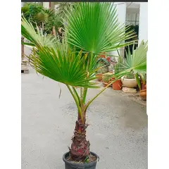 SUI GENERIS - Whashingtonia robusta,nombre común palmera abánico 30 cm aprox.