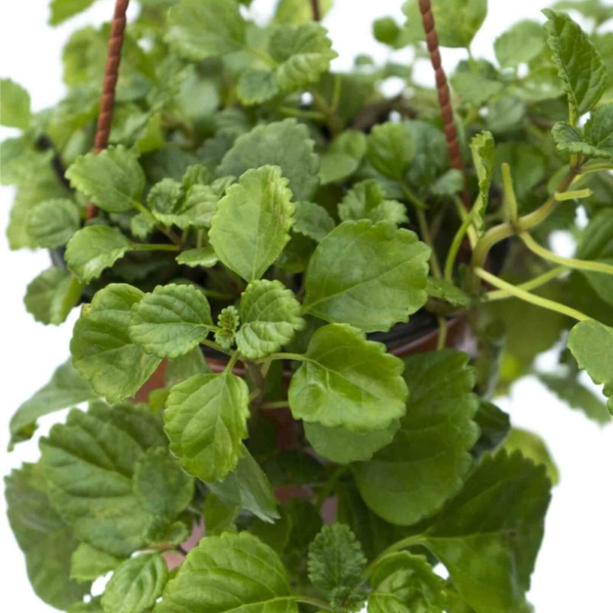 SUI GENERIS - Dolar, coloquialmente llamada, planta del dinero(Plectranthus verticillatus) 40 cm. aprox.