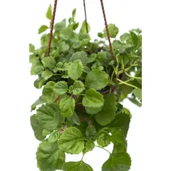 SUI GENERIS - Dolar, coloquialmente llamada, planta del dinero(Plectranthus verticillatus) 40 cm. aprox.