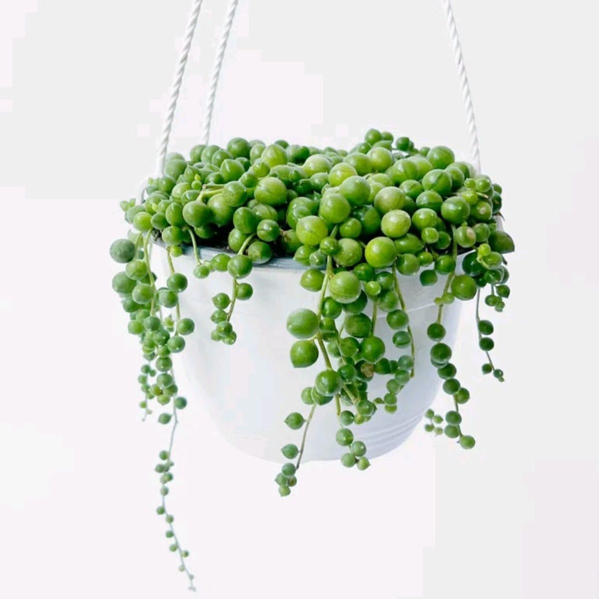 SUI GENERIS - Rosario(Senecio rowleyanus) 20 cm