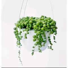 SUI GENERIS - Rosario(Senecio rowleyanus) 20 cm