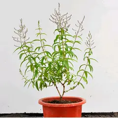 SUI GENERIS - Cedrón,( Aloysia citrodora) 50 cm. de altura aprox.