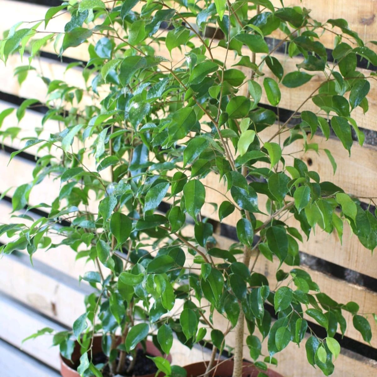 SUI GENERIS - Ficus benjamina ( Ficus benjamina) altura 40 cm. aproximadamente.