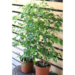 SUI GENERIS - Ficus benjamina ( Ficus benjamina) altura 40 cm. aproximadamente.