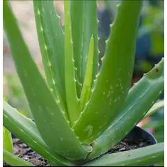 SUI GENERIS - Aloe vera sábila o acíbar (Aloe barbadensis miller) 20 cm. de altura aproximadamente.