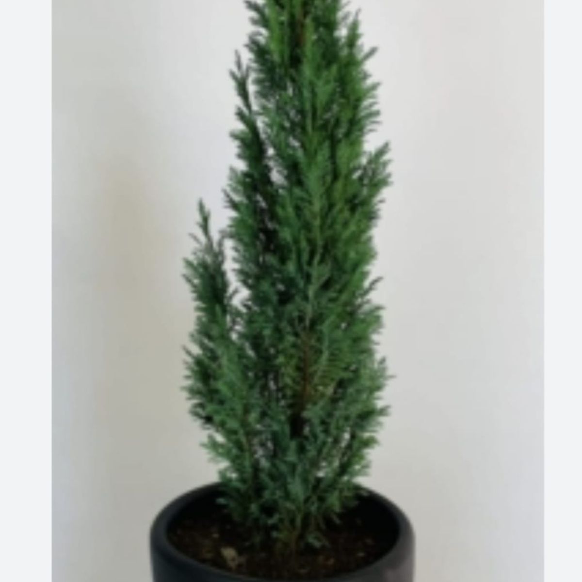 SUI GENERIS - Pino azul 50 cm.( Pino elwoodii) planta ornamental de exterior