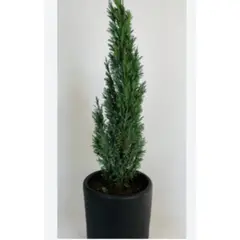 SUI GENERIS - Pino azul 50 cm.( Pino elwoodii) planta ornamental de exterior