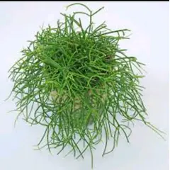 SUI GENERIS - Mystery rhipsalis 20 cm. aproximadamente