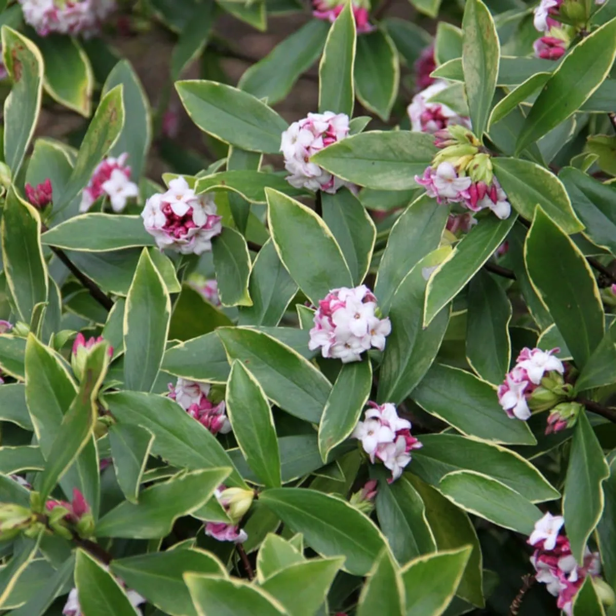 SUI GENERIS - Daphne (Daphne odora) planta de 30 cm. aproximadamente.