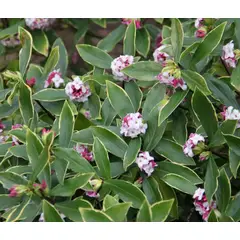 SUI GENERIS - Daphne (Daphne odora) planta de 30 cm. aproximadamente.